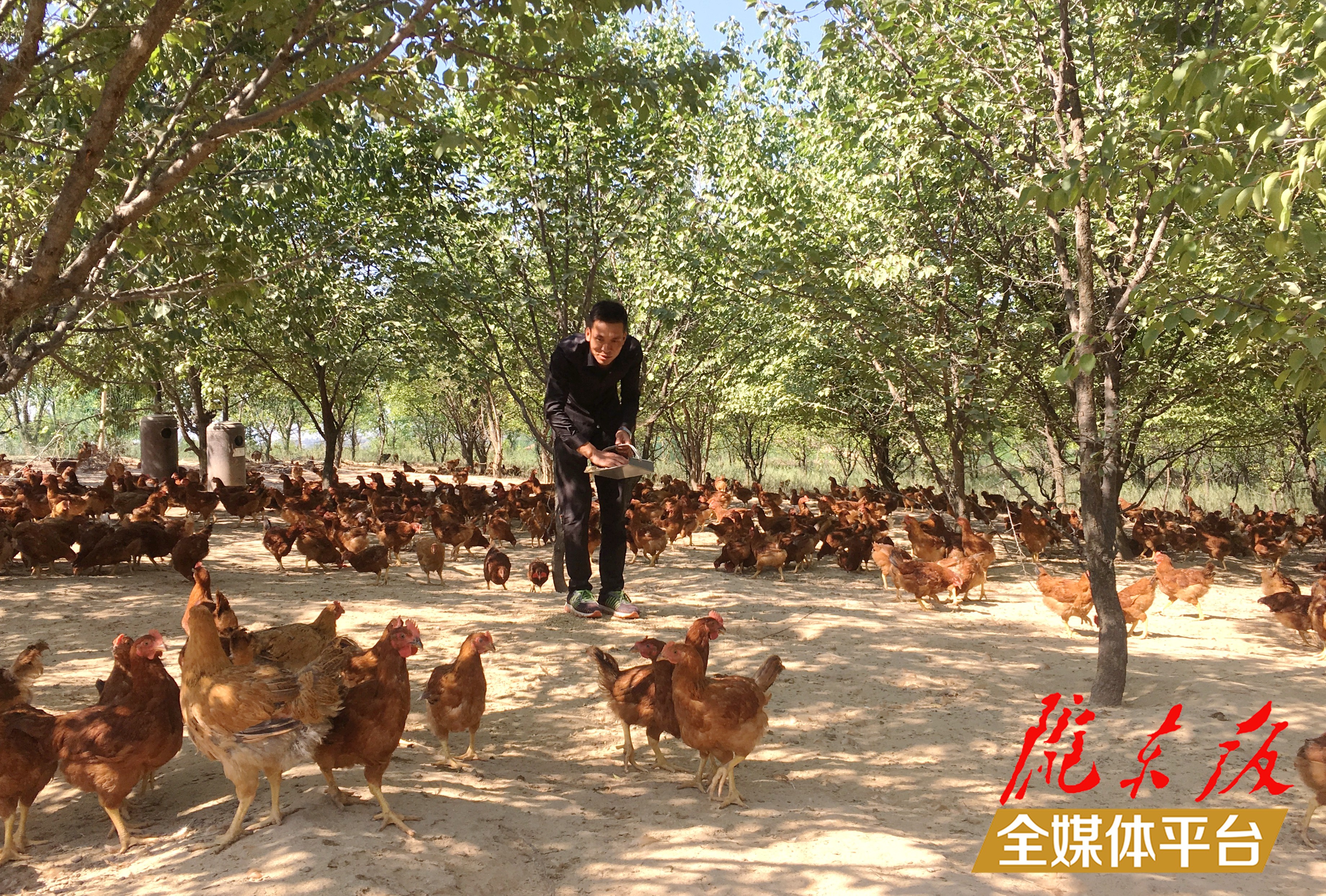 林下生態(tài)雞養(yǎng)殖。 盤小美 攝