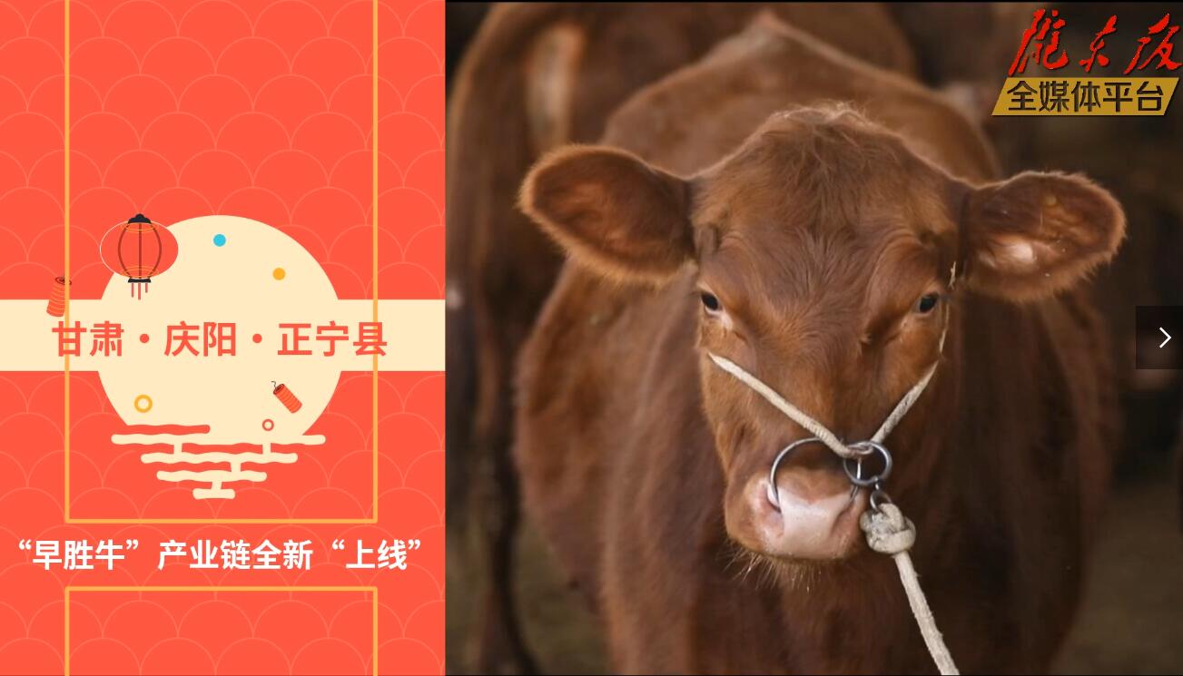 【慶陽視頻】目標(biāo)20萬頭！正寧縣打造西北肉牛養(yǎng)殖大縣