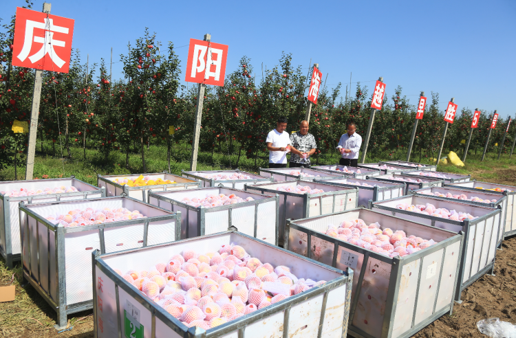 9月20日，慶陽海越農(nóng)業(yè)發(fā)展有限公司早勝基地蘋果喜獲豐收，吸引了外地客商前來采購。圖為客商正在查看果品。特約攝影 李建琪 攝