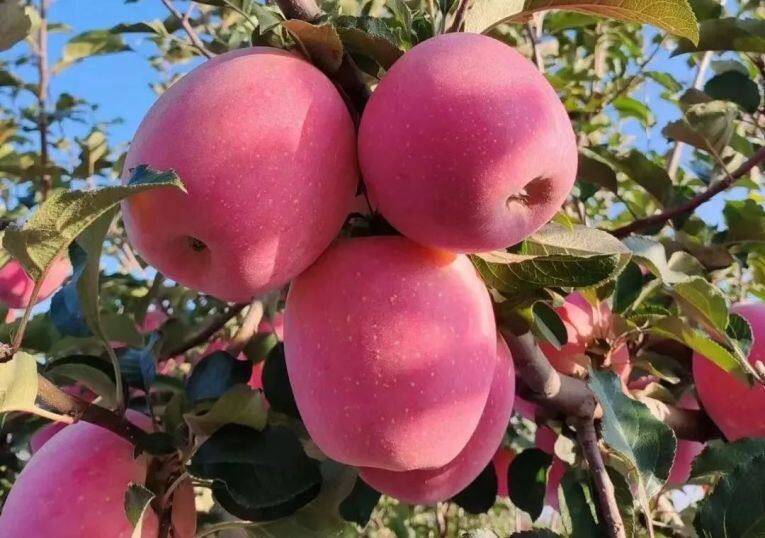 白馬鋪鎮(zhèn)的富士蘋(píng)果。