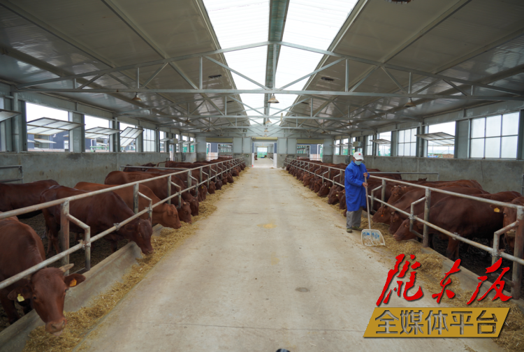 正寧縣正興現(xiàn)代農(nóng)牧千頭早勝牛繁育基地。本報(bào)記者 劉萍凝 攝