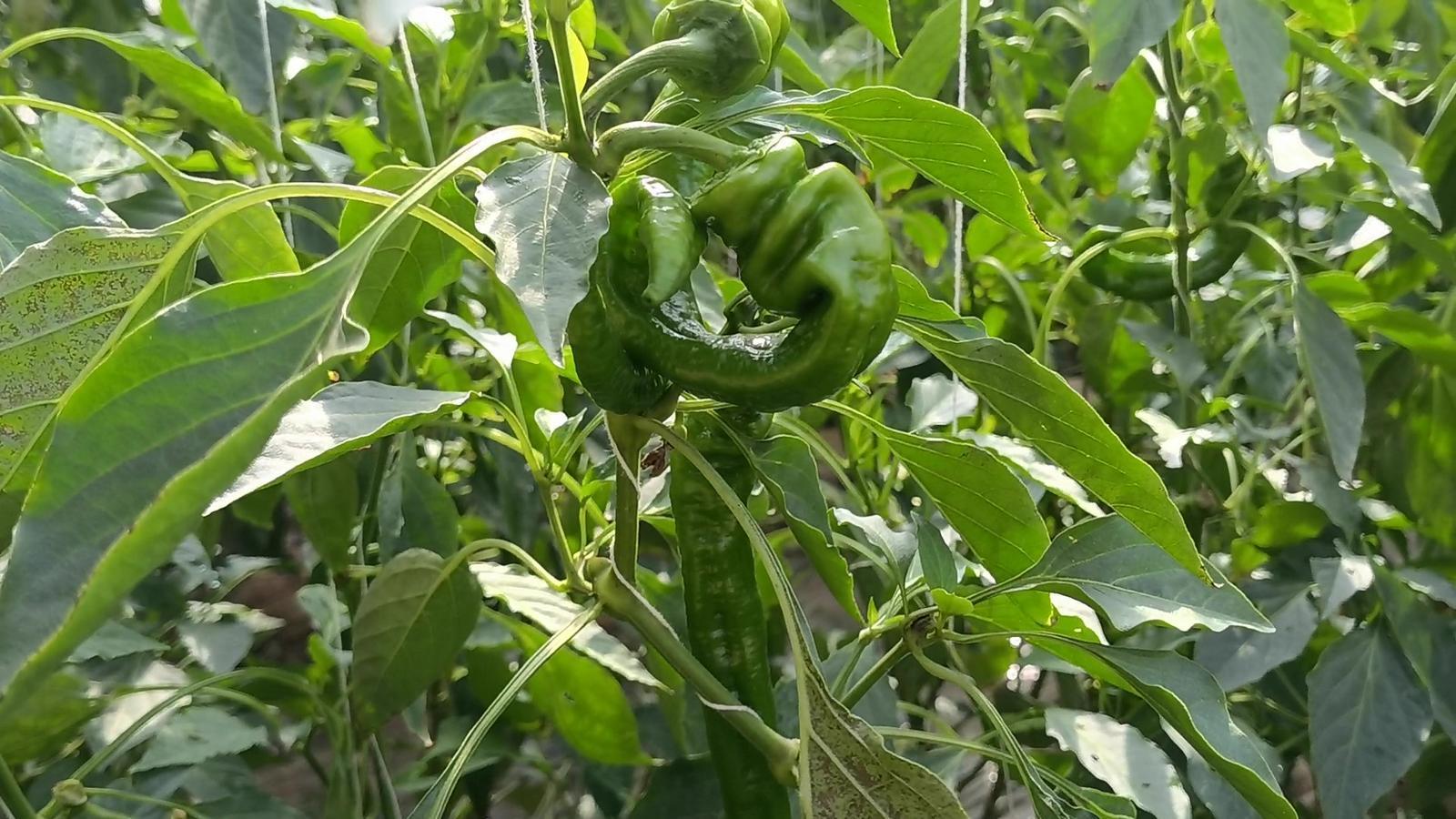 【春潮涌 繪新景丨寧縣篇】把“餐桌配菜”變成“致富主菜”！湘樂(lè)鎮(zhèn)奏響鄉(xiāng)村振興“椒”響曲
