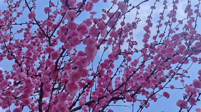 慶陽(yáng)的春日，舉目晴明，一路春暖花開