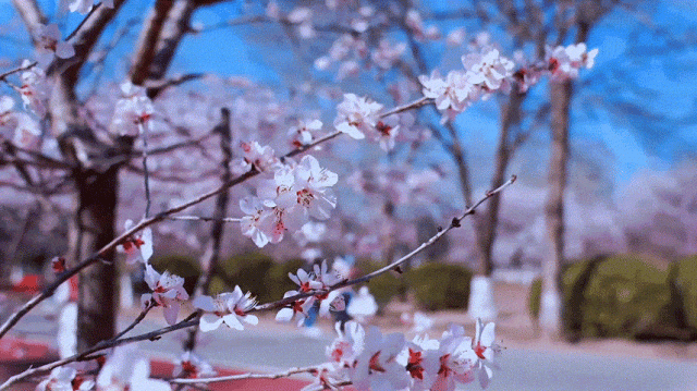 慶陽的春日，舉目晴明，一路春暖花開