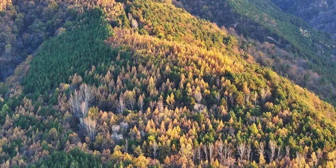 正寧：深秋子午嶺 滿(mǎn)目皆繽紛