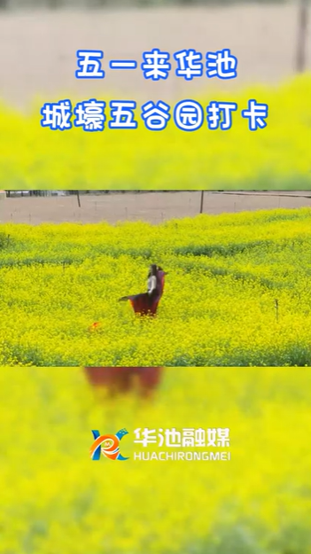 【五一游慶陽】歡迎來華池城壕五谷園打卡?。?>

                        <div   id=