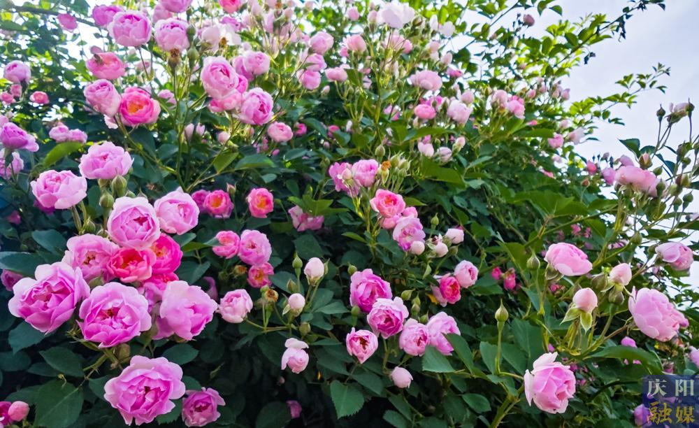 【攝影報(bào)道】薔薇花開！邂逅夏日的浪漫