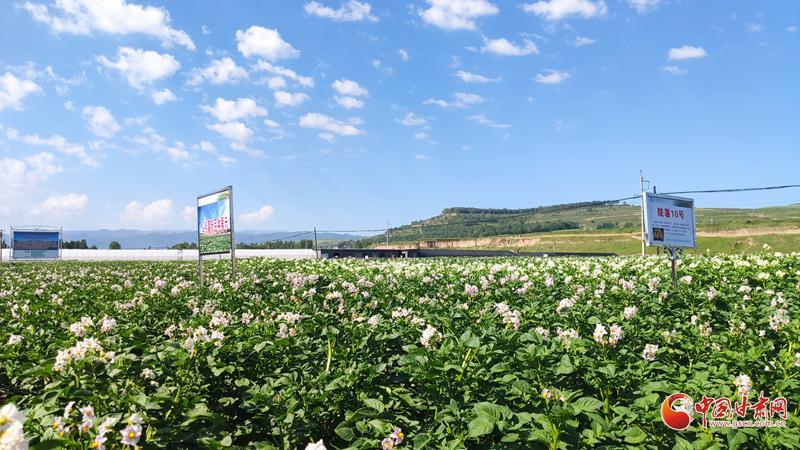 【青春華章·重走西北角】五任所長接力！這顆“隴薯”品種藏著60年的奮斗史