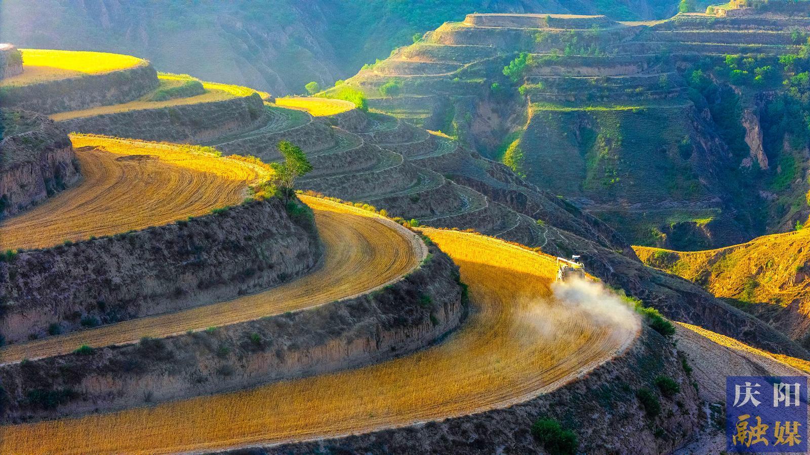 【攝影專題】金色慶陽(yáng)收麥忙 農(nóng)機(jī)農(nóng)技保歸倉(cāng)