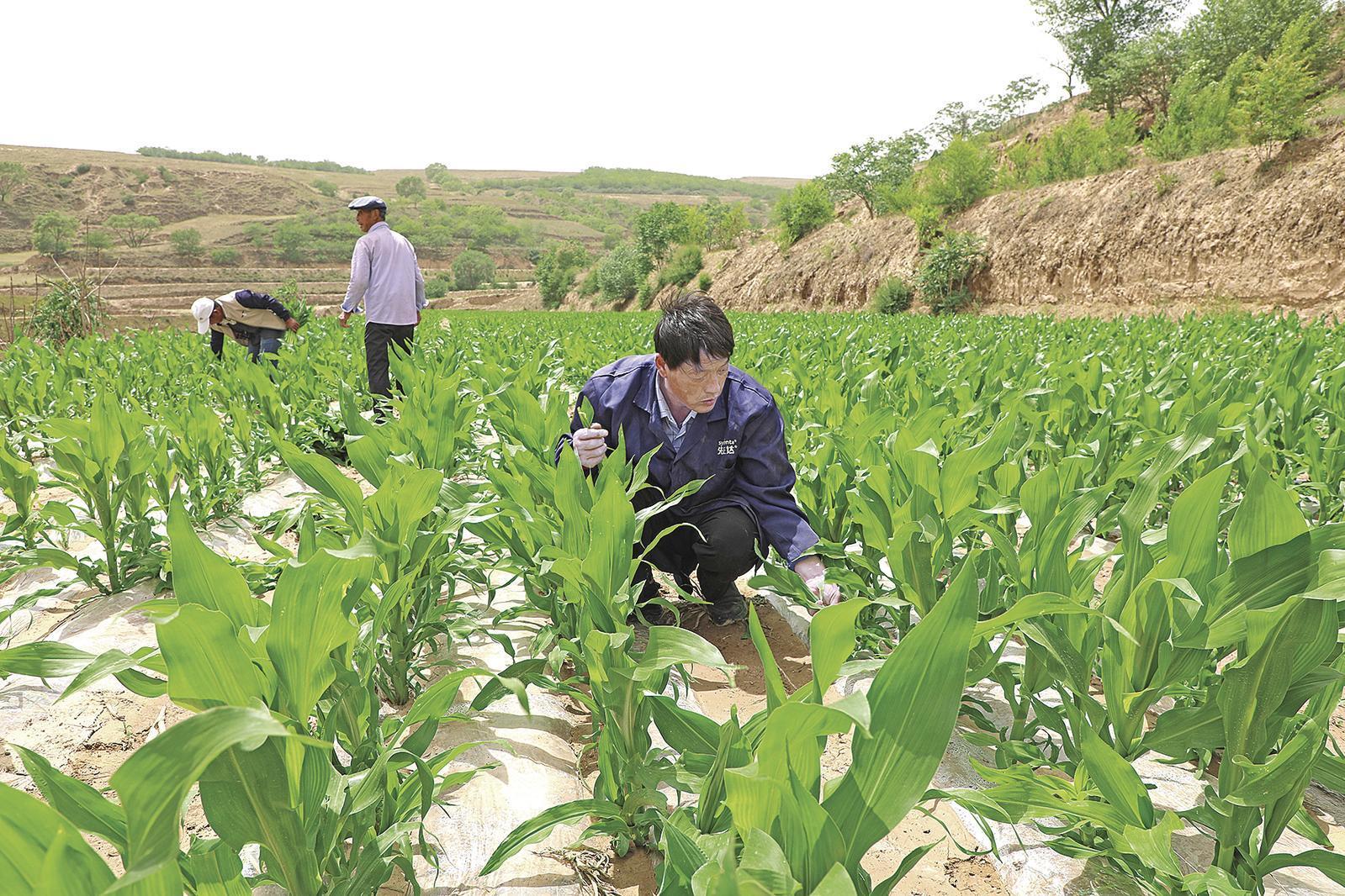 村民搶抓墑情，全力投入玉米管護(hù)、缺苗補(bǔ)種等農(nóng)事當(dāng)中